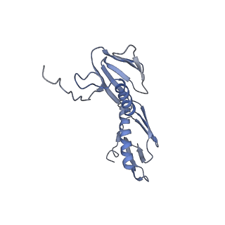 21619_6wd0_f_v1-2
Cryo-EM of elongating ribosome with EF-Tu*GTP elucidates tRNA proofreading (Cognate Structure I-A)