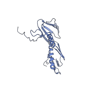 21619_6wd0_f_v1-3
Cryo-EM of elongating ribosome with EF-Tu*GTP elucidates tRNA proofreading (Cognate Structure I-A)