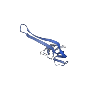 21619_6wd0_r_v1-3
Cryo-EM of elongating ribosome with EF-Tu*GTP elucidates tRNA proofreading (Cognate Structure I-A)