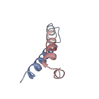 21619_6wd0_y_v1-2
Cryo-EM of elongating ribosome with EF-Tu*GTP elucidates tRNA proofreading (Cognate Structure I-A)