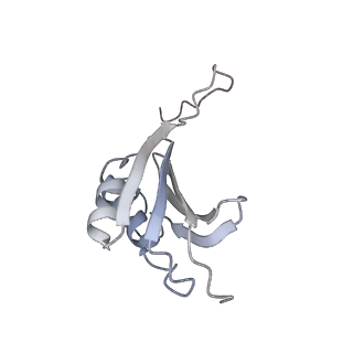 21620_6wd1_P_v1-2
Cryo-EM of elongating ribosome with EF-Tu*GTP elucidates tRNA proofreading (Cognate Structure I-B)
