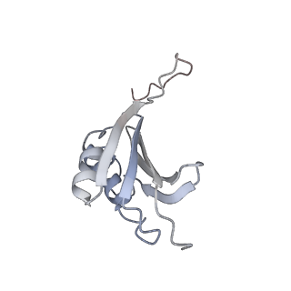 21620_6wd1_P_v1-3
Cryo-EM of elongating ribosome with EF-Tu*GTP elucidates tRNA proofreading (Cognate Structure I-B)