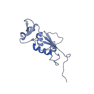 21620_6wd1_j_v1-3
Cryo-EM of elongating ribosome with EF-Tu*GTP elucidates tRNA proofreading (Cognate Structure I-B)