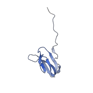 21620_6wd1_w_v1-2
Cryo-EM of elongating ribosome with EF-Tu*GTP elucidates tRNA proofreading (Cognate Structure I-B)