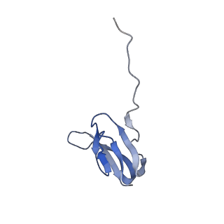 21620_6wd1_w_v1-3
Cryo-EM of elongating ribosome with EF-Tu*GTP elucidates tRNA proofreading (Cognate Structure I-B)