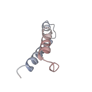 21620_6wd1_y_v1-2
Cryo-EM of elongating ribosome with EF-Tu*GTP elucidates tRNA proofreading (Cognate Structure I-B)