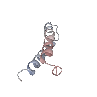 21620_6wd1_y_v1-3
Cryo-EM of elongating ribosome with EF-Tu*GTP elucidates tRNA proofreading (Cognate Structure I-B)