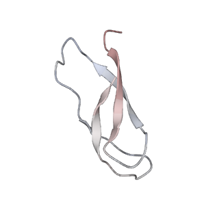 21621_6wd2_C_v1-3
Cryo-EM of elongating ribosome with EF-Tu*GTP elucidates tRNA proofreading (Cognate Structure II-A)