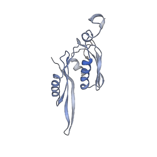 21621_6wd2_J_v1-2
Cryo-EM of elongating ribosome with EF-Tu*GTP elucidates tRNA proofreading (Cognate Structure II-A)