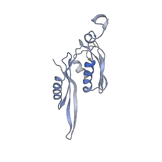 21621_6wd2_J_v1-3
Cryo-EM of elongating ribosome with EF-Tu*GTP elucidates tRNA proofreading (Cognate Structure II-A)