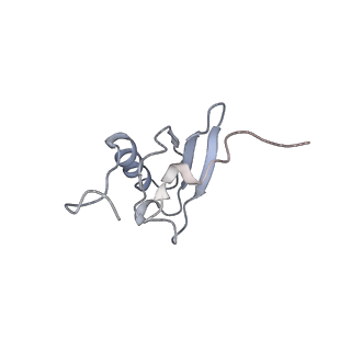 21621_6wd2_X_v1-2
Cryo-EM of elongating ribosome with EF-Tu*GTP elucidates tRNA proofreading (Cognate Structure II-A)