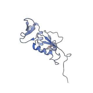 21621_6wd2_j_v1-3
Cryo-EM of elongating ribosome with EF-Tu*GTP elucidates tRNA proofreading (Cognate Structure II-A)