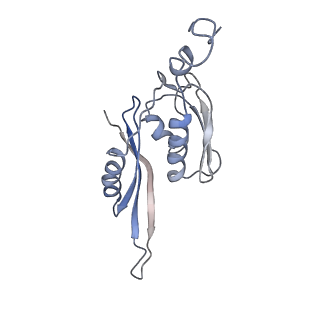 21622_6wd3_J_v1-2
Cryo-EM of elongating ribosome with EF-Tu*GTP elucidates tRNA proofreading (Cognate Structure II-B1)