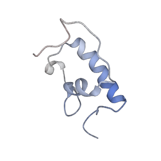 21622_6wd3_W_v1-2
Cryo-EM of elongating ribosome with EF-Tu*GTP elucidates tRNA proofreading (Cognate Structure II-B1)