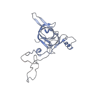 21622_6wd3_c_v1-3
Cryo-EM of elongating ribosome with EF-Tu*GTP elucidates tRNA proofreading (Cognate Structure II-B1)