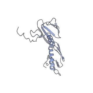 21622_6wd3_f_v1-3
Cryo-EM of elongating ribosome with EF-Tu*GTP elucidates tRNA proofreading (Cognate Structure II-B1)