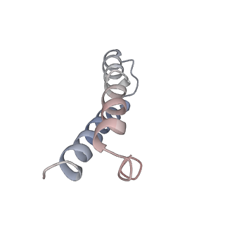 21622_6wd3_y_v1-2
Cryo-EM of elongating ribosome with EF-Tu*GTP elucidates tRNA proofreading (Cognate Structure II-B1)