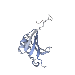 21623_6wd4_P_v1-2
Cryo-EM of elongating ribosome with EF-Tu*GTP elucidates tRNA proofreading (Cognate Structure II-B2)