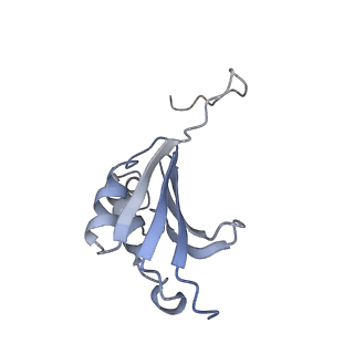 21623_6wd4_P_v1-3
Cryo-EM of elongating ribosome with EF-Tu*GTP elucidates tRNA proofreading (Cognate Structure II-B2)