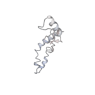 21623_6wd4_S_v1-2
Cryo-EM of elongating ribosome with EF-Tu*GTP elucidates tRNA proofreading (Cognate Structure II-B2)