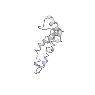 21623_6wd4_S_v1-3
Cryo-EM of elongating ribosome with EF-Tu*GTP elucidates tRNA proofreading (Cognate Structure II-B2)