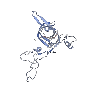 21623_6wd4_c_v1-3
Cryo-EM of elongating ribosome with EF-Tu*GTP elucidates tRNA proofreading (Cognate Structure II-B2)