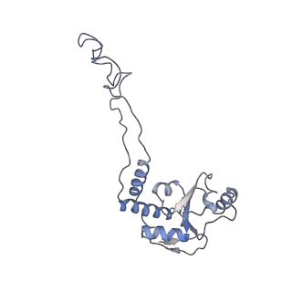 21623_6wd4_d_v1-2
Cryo-EM of elongating ribosome with EF-Tu*GTP elucidates tRNA proofreading (Cognate Structure II-B2)