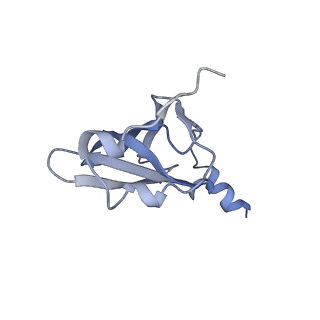 21623_6wd4_p_v1-2
Cryo-EM of elongating ribosome with EF-Tu*GTP elucidates tRNA proofreading (Cognate Structure II-B2)