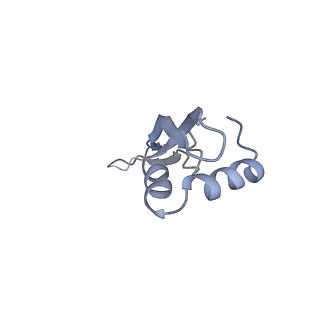 21623_6wd4_x_v1-2
Cryo-EM of elongating ribosome with EF-Tu*GTP elucidates tRNA proofreading (Cognate Structure II-B2)
