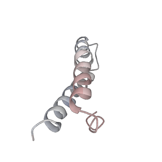 21623_6wd4_y_v1-2
Cryo-EM of elongating ribosome with EF-Tu*GTP elucidates tRNA proofreading (Cognate Structure II-B2)