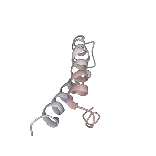 21623_6wd4_y_v1-3
Cryo-EM of elongating ribosome with EF-Tu*GTP elucidates tRNA proofreading (Cognate Structure II-B2)