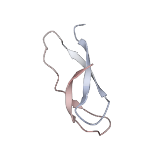 21624_6wd5_C_v1-2
Cryo-EM of elongating ribosome with EF-Tu*GTP elucidates tRNA proofreading (Cognate Structure II-C1)