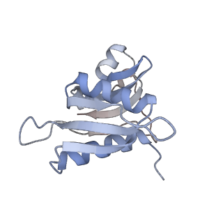 21624_6wd5_M_v1-3
Cryo-EM of elongating ribosome with EF-Tu*GTP elucidates tRNA proofreading (Cognate Structure II-C1)