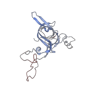 21624_6wd5_c_v1-2
Cryo-EM of elongating ribosome with EF-Tu*GTP elucidates tRNA proofreading (Cognate Structure II-C1)