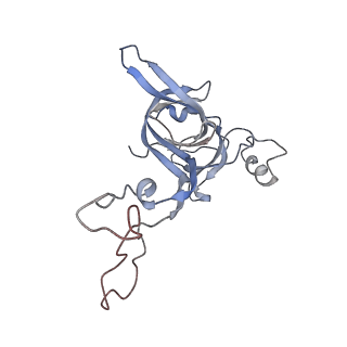 21624_6wd5_c_v1-3
Cryo-EM of elongating ribosome with EF-Tu*GTP elucidates tRNA proofreading (Cognate Structure II-C1)