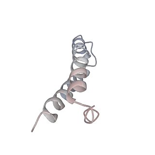 21624_6wd5_y_v1-3
Cryo-EM of elongating ribosome with EF-Tu*GTP elucidates tRNA proofreading (Cognate Structure II-C1)