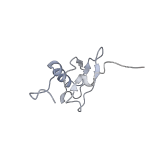 21625_6wd6_X_v1-3
Cryo-EM of elongating ribosome with EF-Tu*GTP elucidates tRNA proofreading (Cognate Structure II-C2)