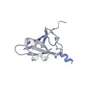 21625_6wd6_p_v1-2
Cryo-EM of elongating ribosome with EF-Tu*GTP elucidates tRNA proofreading (Cognate Structure II-C2)