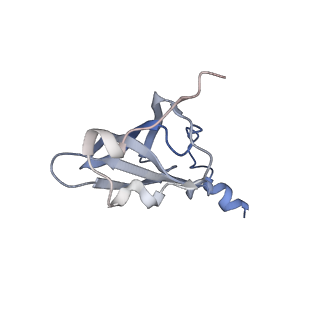 21625_6wd6_p_v1-3
Cryo-EM of elongating ribosome with EF-Tu*GTP elucidates tRNA proofreading (Cognate Structure II-C2)