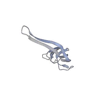 21625_6wd6_r_v1-3
Cryo-EM of elongating ribosome with EF-Tu*GTP elucidates tRNA proofreading (Cognate Structure II-C2)