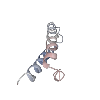 21625_6wd6_y_v1-2
Cryo-EM of elongating ribosome with EF-Tu*GTP elucidates tRNA proofreading (Cognate Structure II-C2)