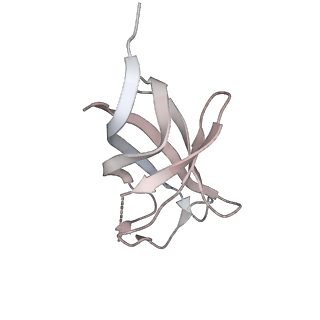 21626_6wd7_8_v1-2
Cryo-EM of elongating ribosome with EF-Tu*GTP elucidates tRNA proofreading (Cognate Structure II-D)