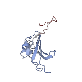 21626_6wd7_P_v1-2
Cryo-EM of elongating ribosome with EF-Tu*GTP elucidates tRNA proofreading (Cognate Structure II-D)
