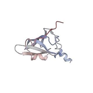 21626_6wd7_p_v1-2
Cryo-EM of elongating ribosome with EF-Tu*GTP elucidates tRNA proofreading (Cognate Structure II-D)