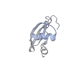 21626_6wd7_t_v1-2
Cryo-EM of elongating ribosome with EF-Tu*GTP elucidates tRNA proofreading (Cognate Structure II-D)
