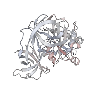 21627_6wd8_8_v1-2
Cryo-EM of elongating ribosome with EF-Tu*GTP elucidates tRNA proofreading (Cognate Structure III-A)