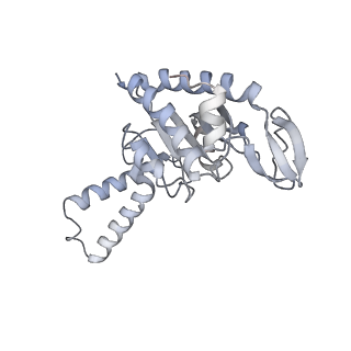 21627_6wd8_G_v1-3
Cryo-EM of elongating ribosome with EF-Tu*GTP elucidates tRNA proofreading (Cognate Structure III-A)