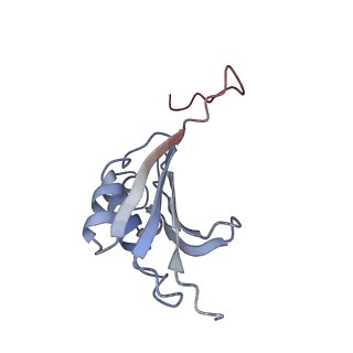 21627_6wd8_P_v1-2
Cryo-EM of elongating ribosome with EF-Tu*GTP elucidates tRNA proofreading (Cognate Structure III-A)