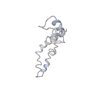 21627_6wd8_S_v1-2
Cryo-EM of elongating ribosome with EF-Tu*GTP elucidates tRNA proofreading (Cognate Structure III-A)