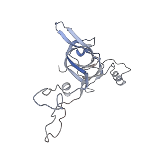21627_6wd8_c_v1-2
Cryo-EM of elongating ribosome with EF-Tu*GTP elucidates tRNA proofreading (Cognate Structure III-A)